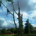 Beech tree Removal in Nairn