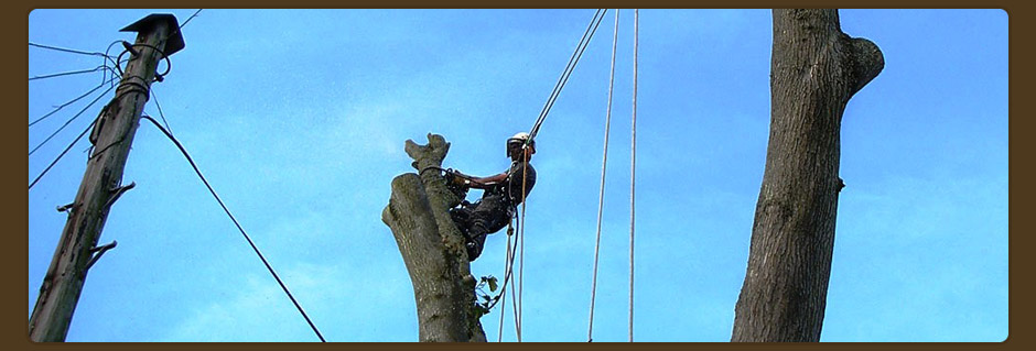 Tree Surgeon, Inverness, Elgin, Nairn, Forres
