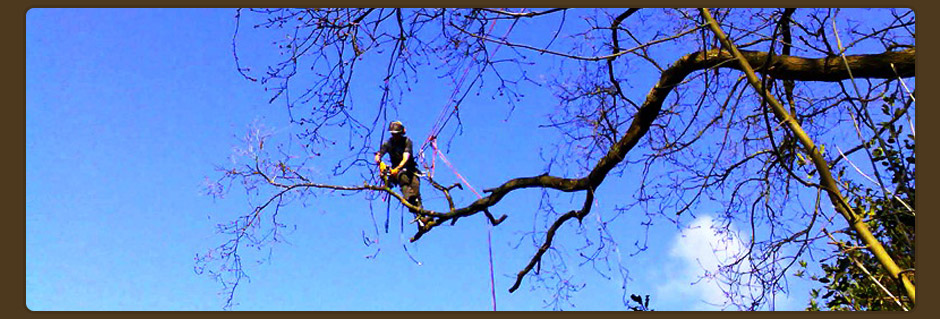 Tree Surgeon, Inverness, Elgin, Nairn, Forres