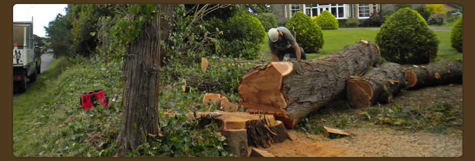 Tree Surgeon, Inverness, Elgin, Nairn, Forres